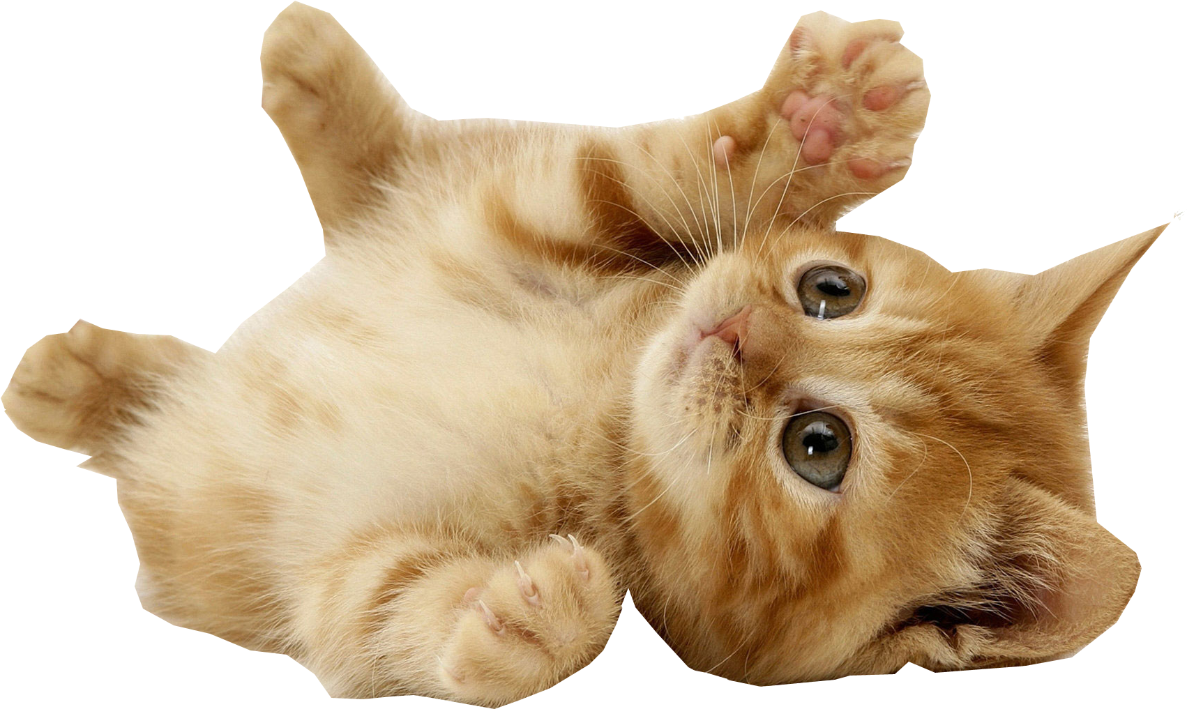Detail Kittens Transparent Background Nomer 43