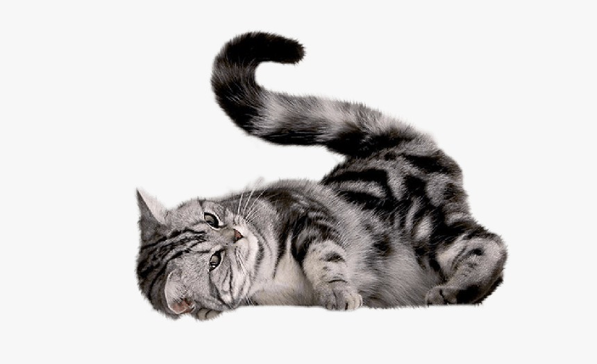 Detail Kittens Transparent Background Nomer 44