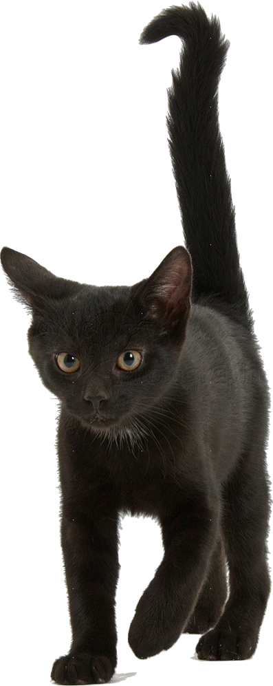 Detail Kittens Transparent Background Nomer 46