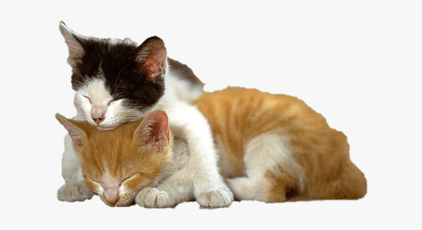 Detail Kittens Transparent Background Nomer 6