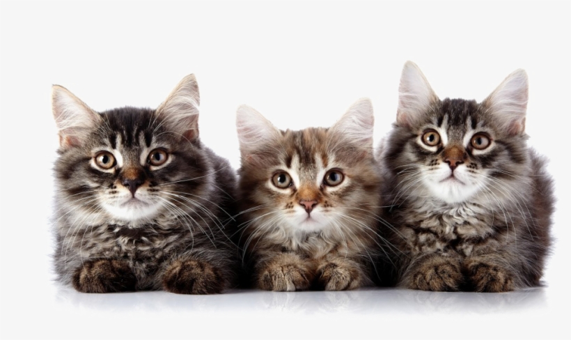 Detail Kittens Transparent Background Nomer 51