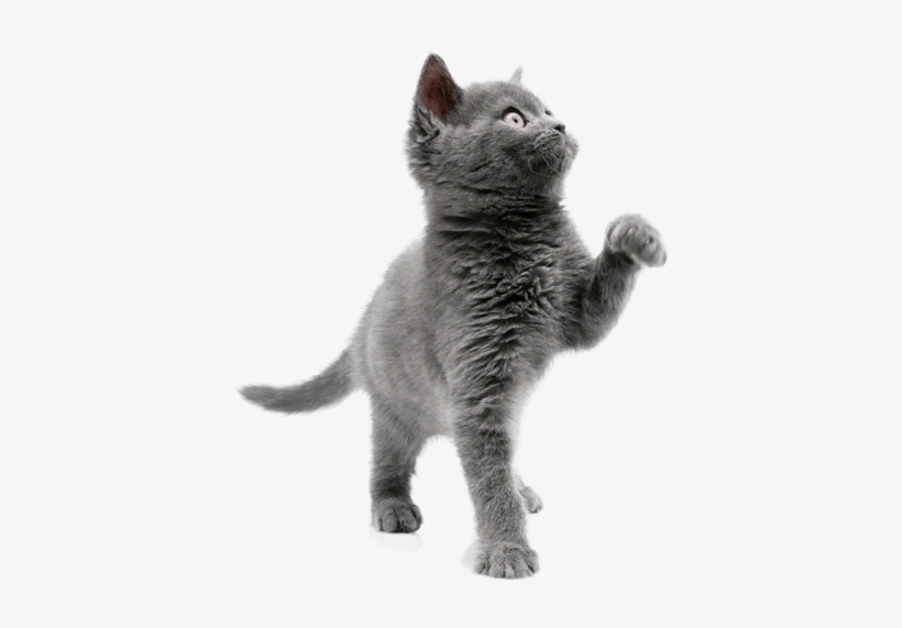 Detail Kittens Transparent Background Nomer 54