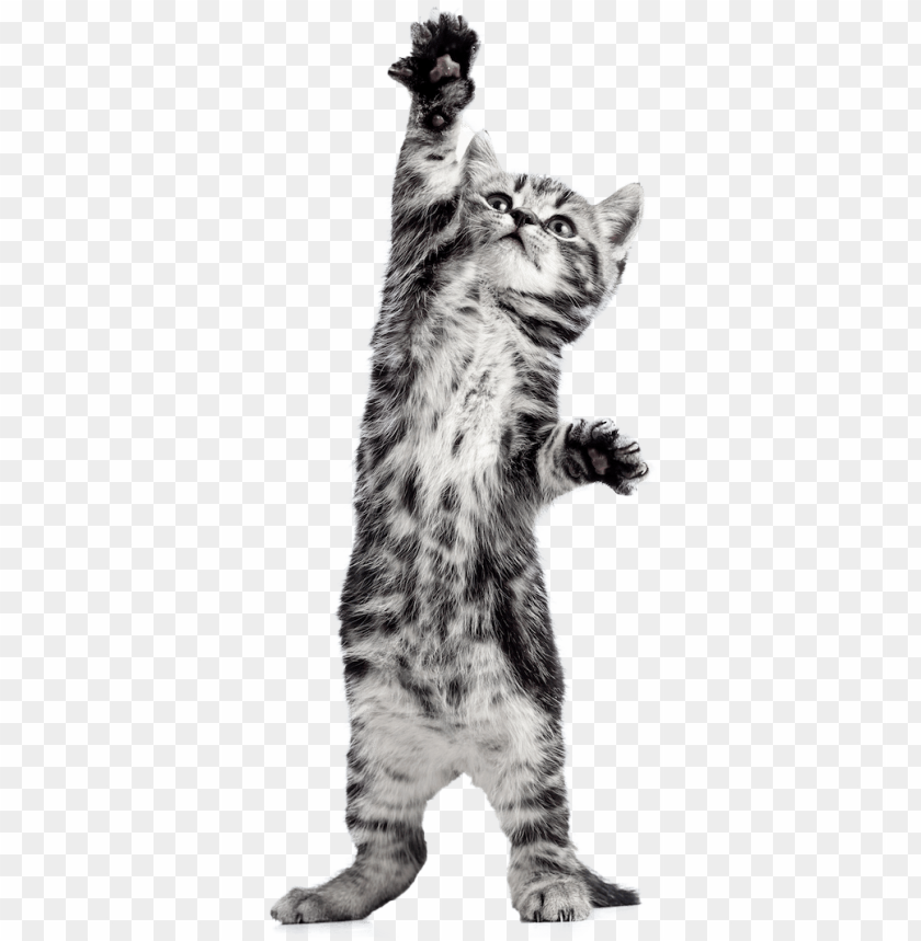 Detail Kittens Transparent Background Nomer 55