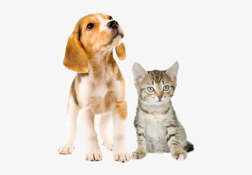 Detail Kittens Transparent Background Nomer 57