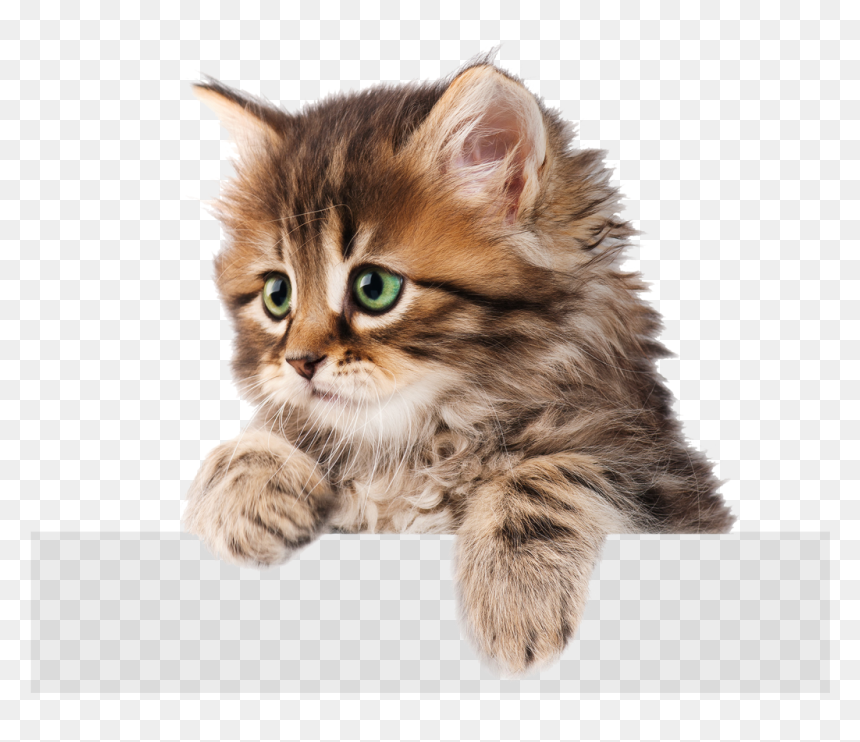 Detail Kittens Transparent Background Nomer 7