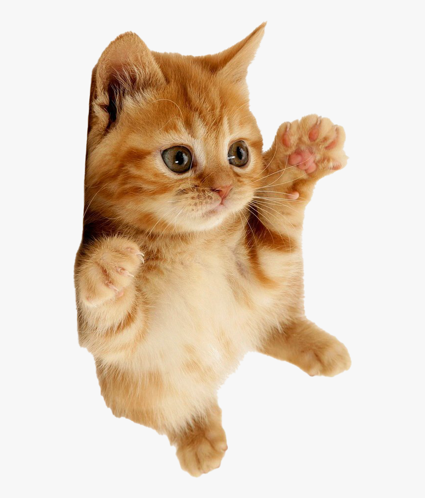 Detail Kittens Transparent Background Nomer 8