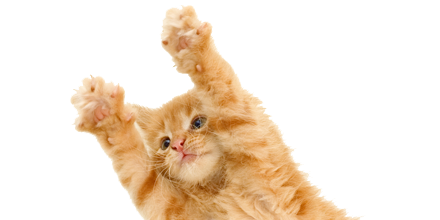 Detail Kittens Transparent Background Nomer 9