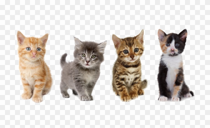 Detail Kittens Transparent Background Nomer 10