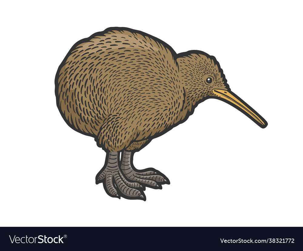 Detail Kiwi Bird Pictures Nomer 33