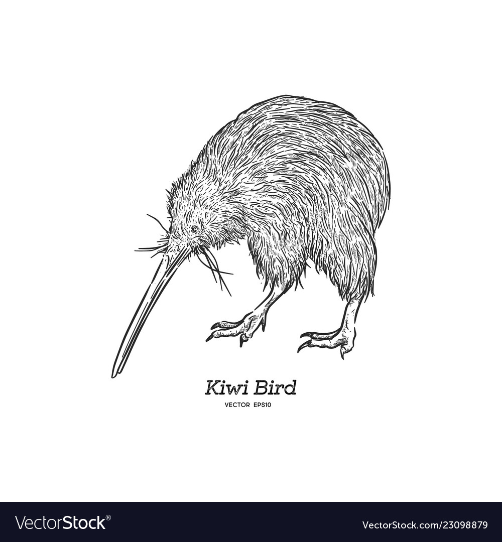 Detail Kiwi Bird Pictures Nomer 49