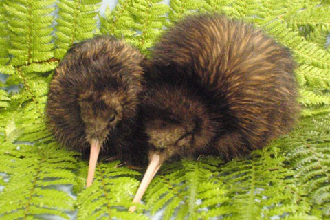 Detail Kiwi Bird Pictures Nomer 51