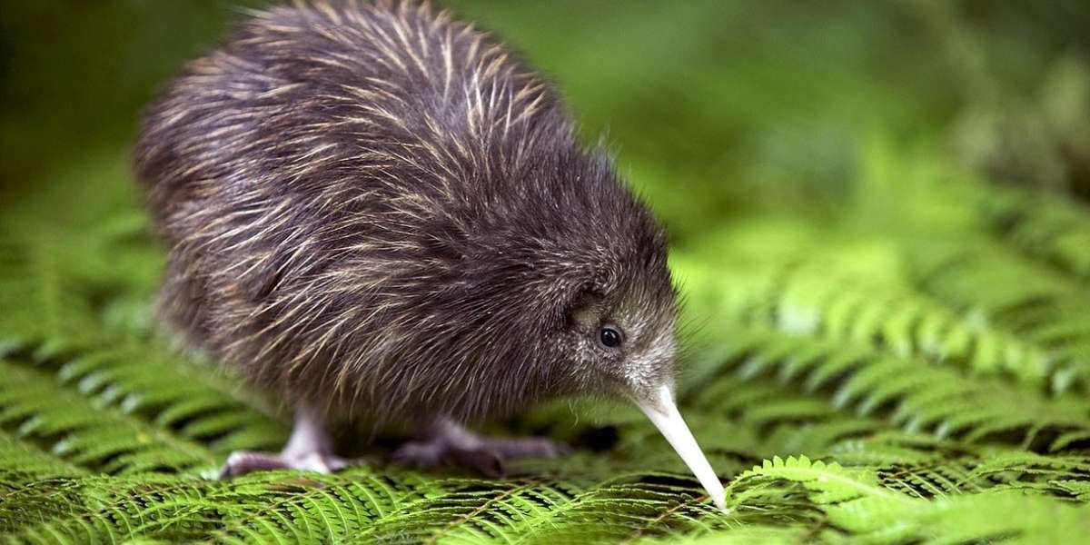 Detail Kiwi Bird Pictures Nomer 8