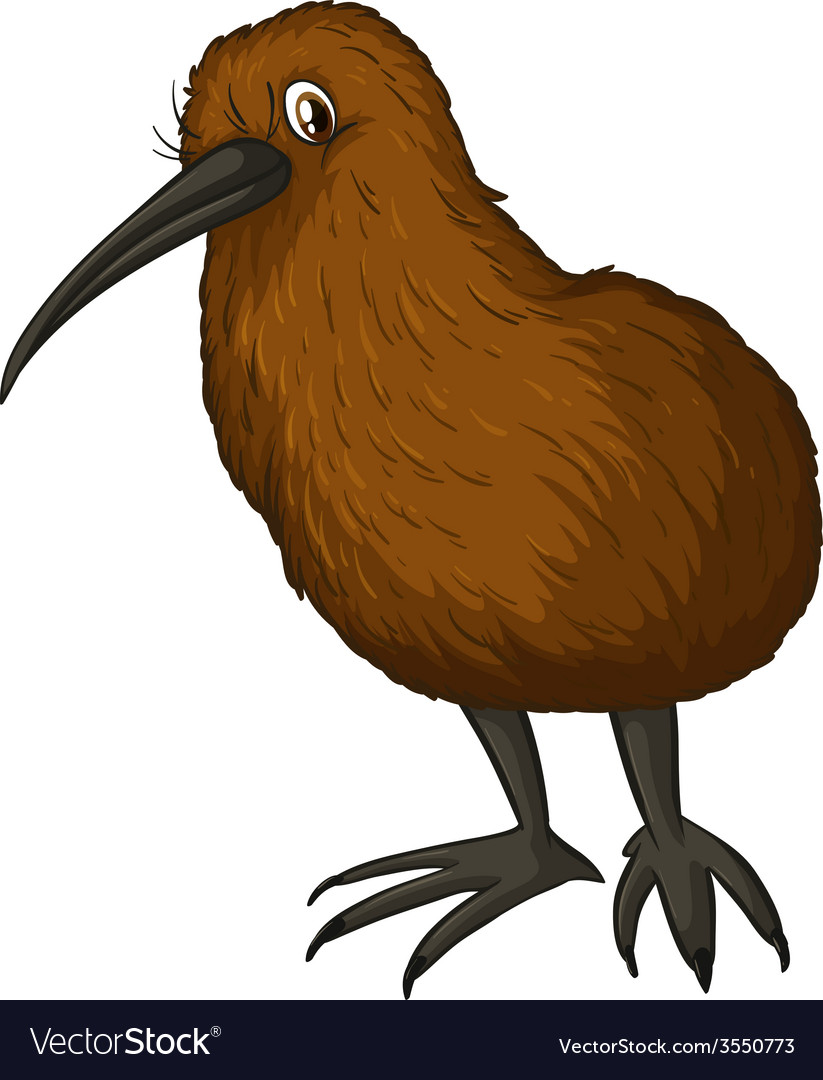 Kiwi Bird Vector - KibrisPDR