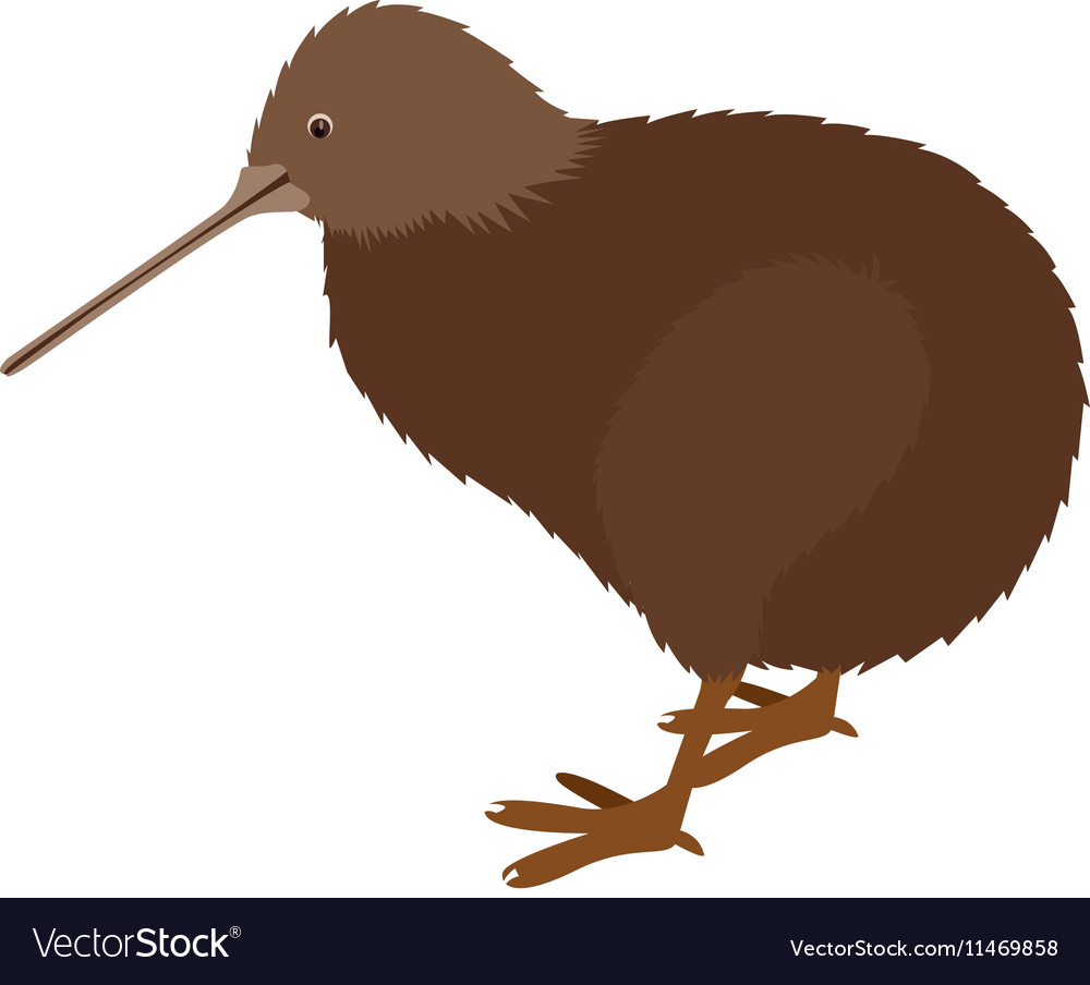 Detail Kiwi Bird Vector Nomer 3