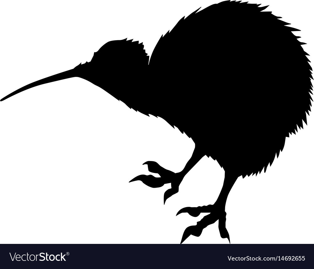 Detail Kiwi Bird Vector Nomer 5