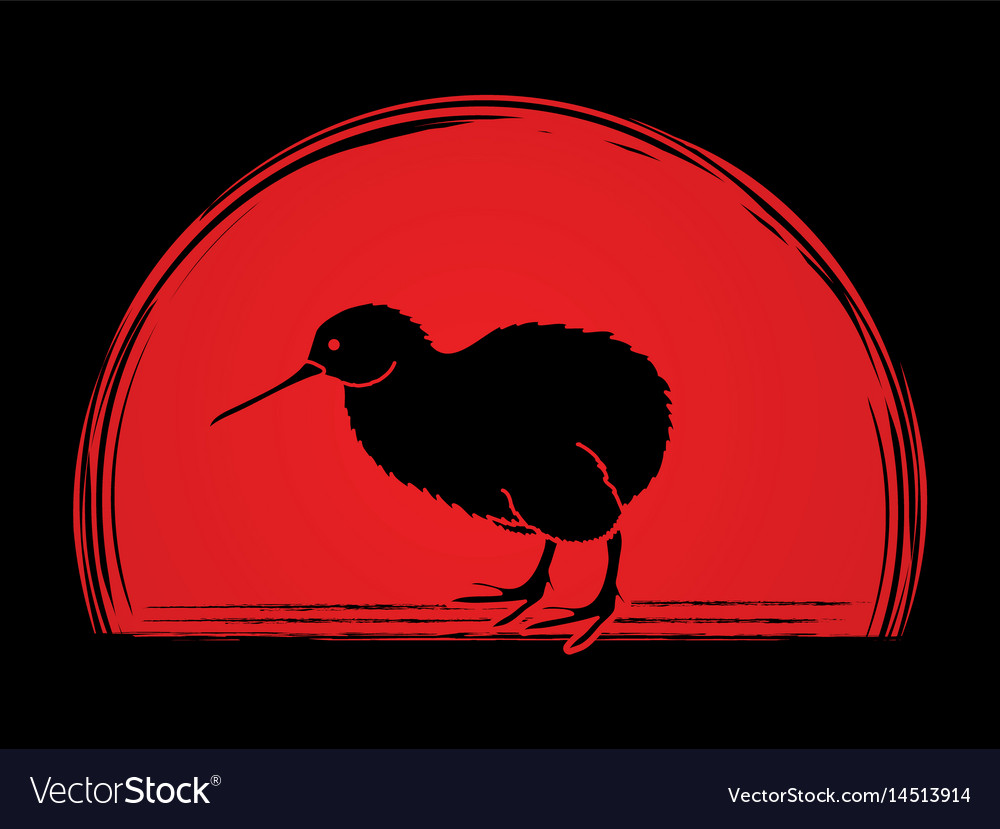 Detail Kiwi Bird Vector Nomer 47