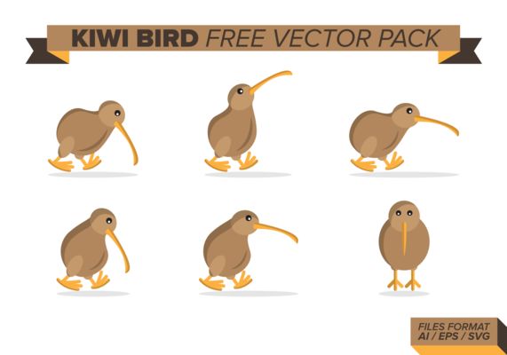 Detail Kiwi Bird Vector Nomer 50