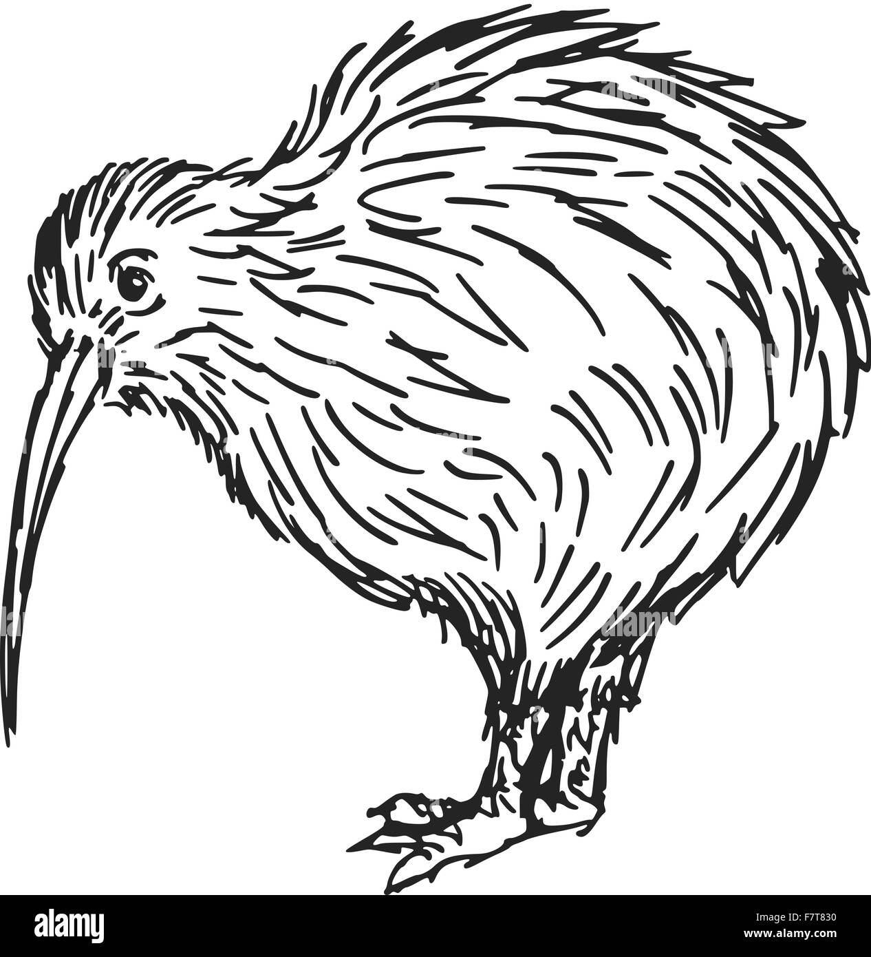 Detail Kiwi Bird Vector Nomer 53