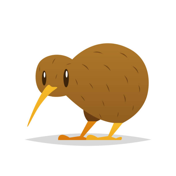 Detail Kiwi Bird Vector Nomer 8