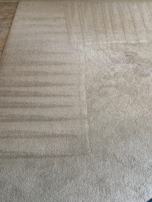 Detail Kiwi Carpet Cleaner Nomer 51