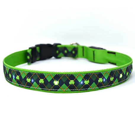 Detail Kiwi Dog Collar Nomer 56