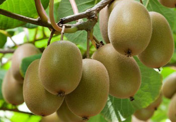 Detail Kiwi Fruit Pic Nomer 15