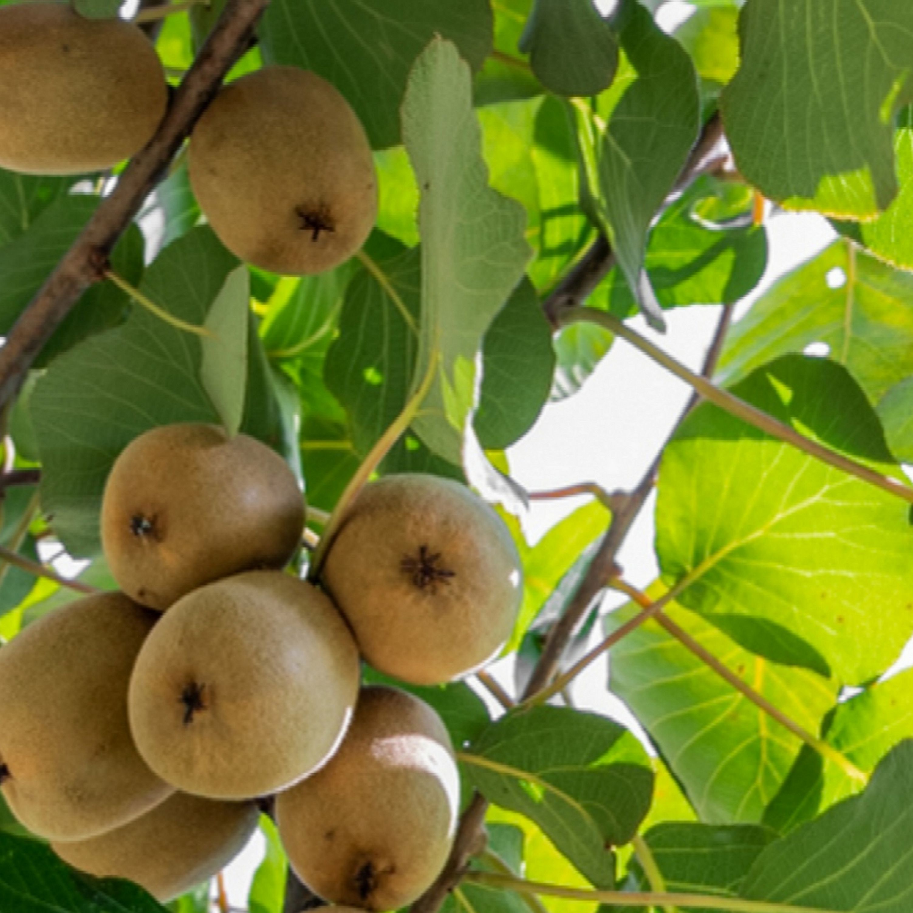 Detail Kiwi Fruit Pic Nomer 17