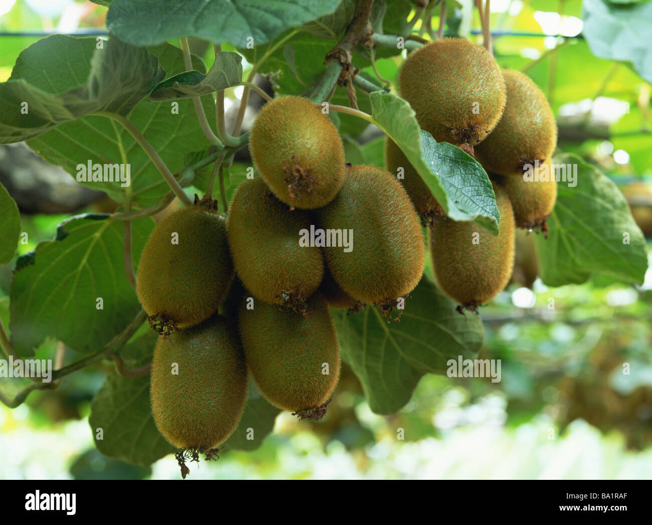 Detail Kiwi Fruit Pic Nomer 33