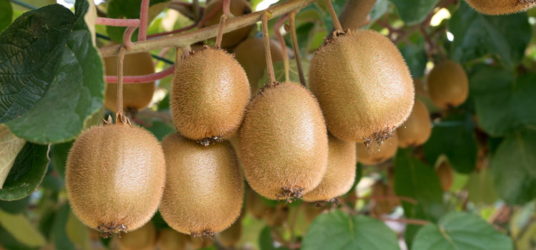 Detail Kiwi Fruit Pic Nomer 41