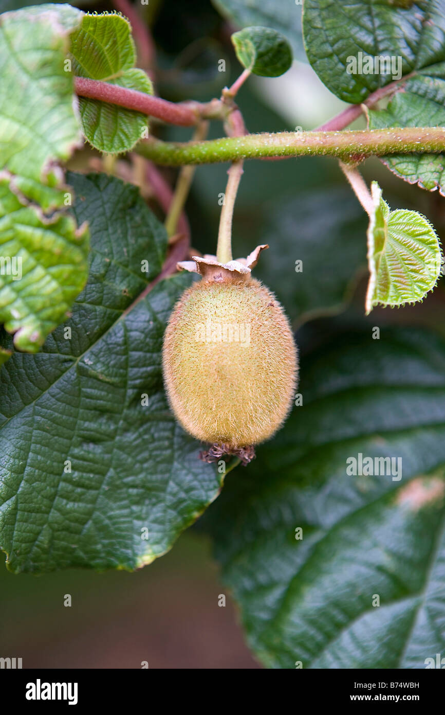 Detail Kiwi Fruit Pic Nomer 48