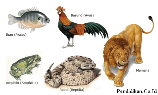 Detail Klasifikasi Hewan Berseta Gambar Nomer 15