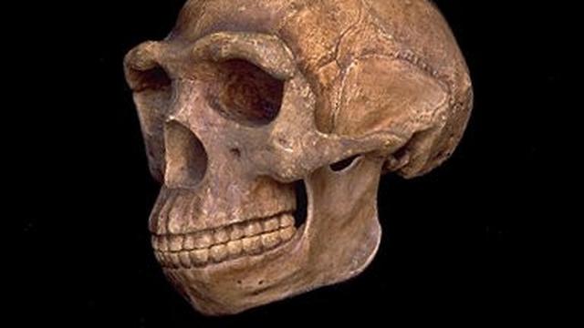 Detail Kliping Gambar Temuan Fosil Fosilpada Zaman Prasejarah Maupun Sejarah Nomer 52