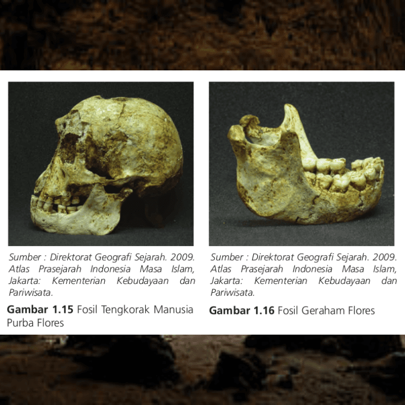 Detail Kliping Gambar Temuan Fosil Jaman Prasejarah Nomer 13