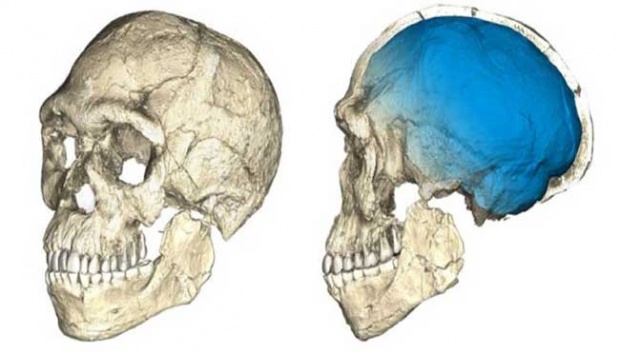 Detail Kliping Gambar Temuan Fosil Jaman Prasejarah Nomer 42