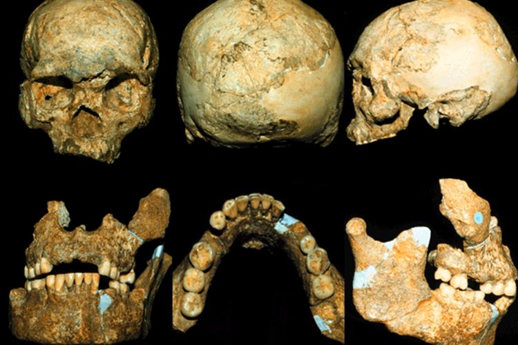 Detail Kliping Gambar Temuan Fosil Jaman Prasejarah Nomer 10