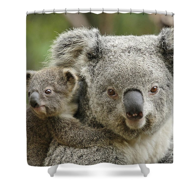 Detail Koala Baby Curtains Nomer 20