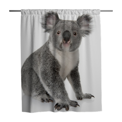 Detail Koala Baby Curtains Nomer 26