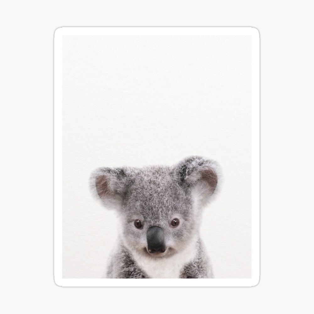 Detail Koala Baby Curtains Nomer 33