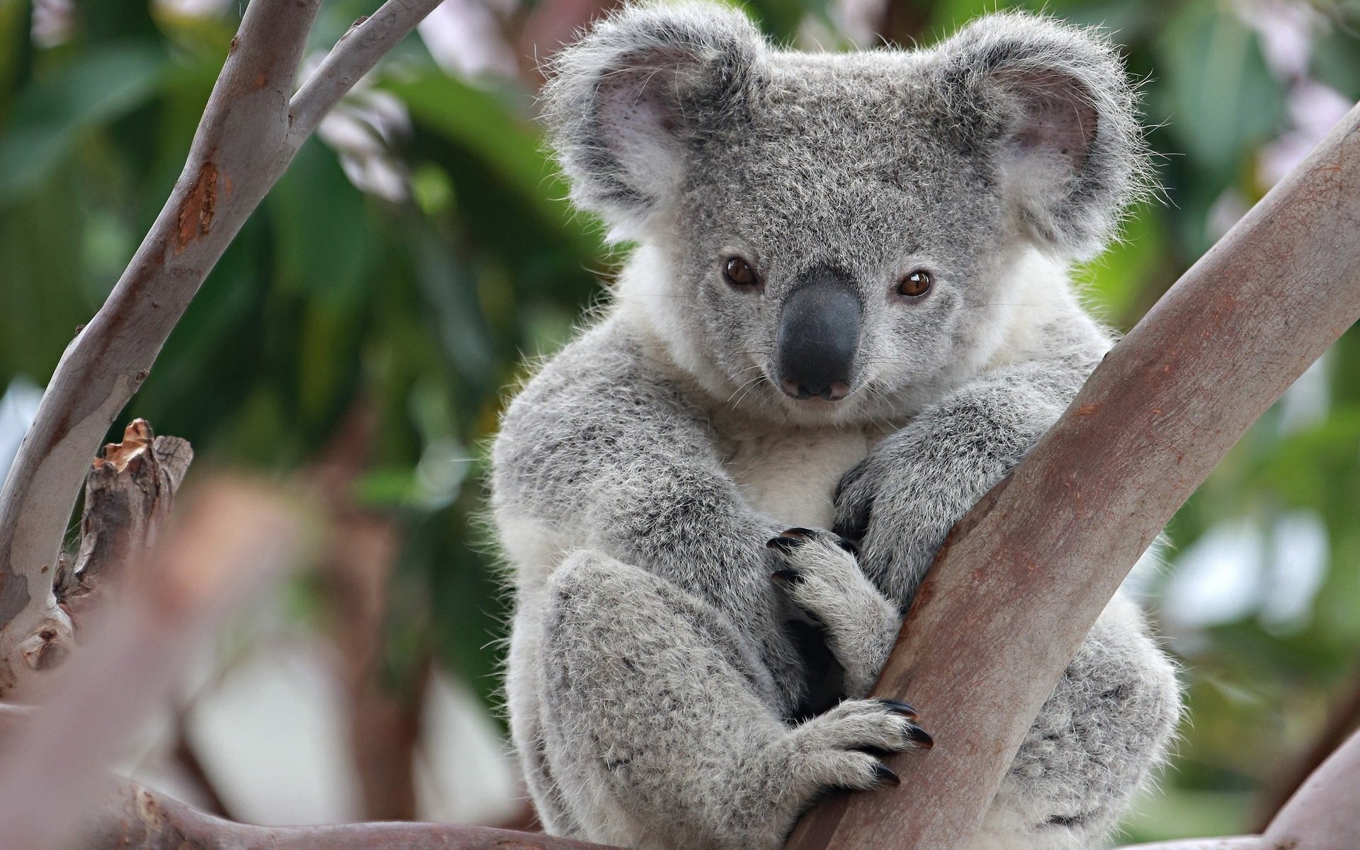 Koala Backgrounds - KibrisPDR