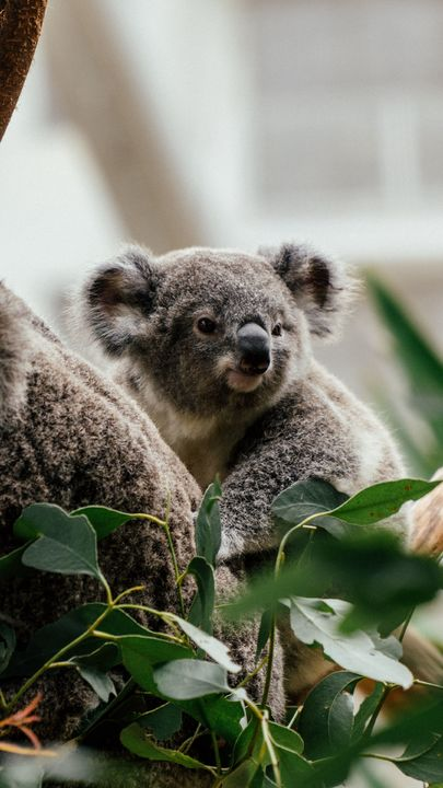 Detail Koala Backgrounds Nomer 15