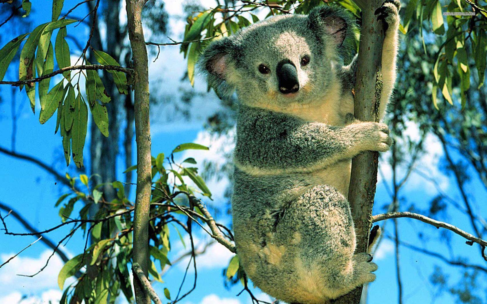 Detail Koala Backgrounds Nomer 3