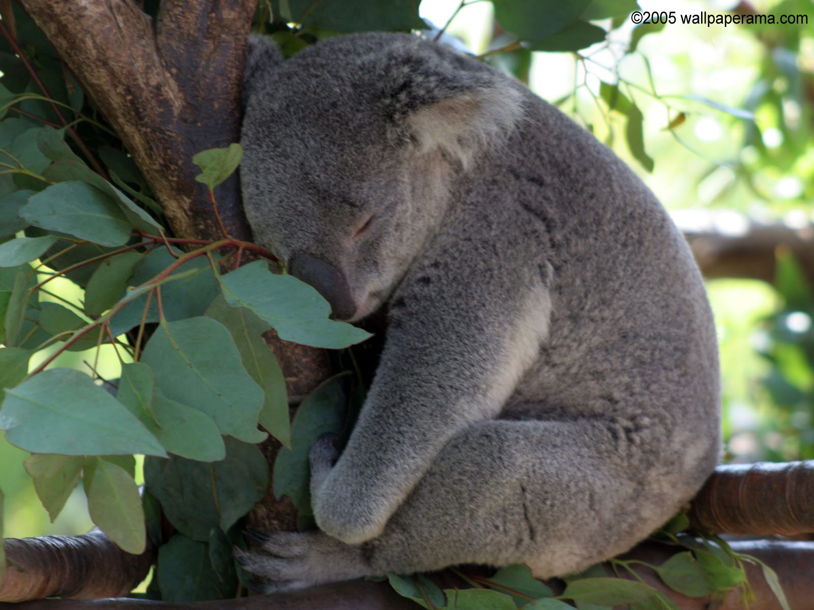 Detail Koala Backgrounds Nomer 22