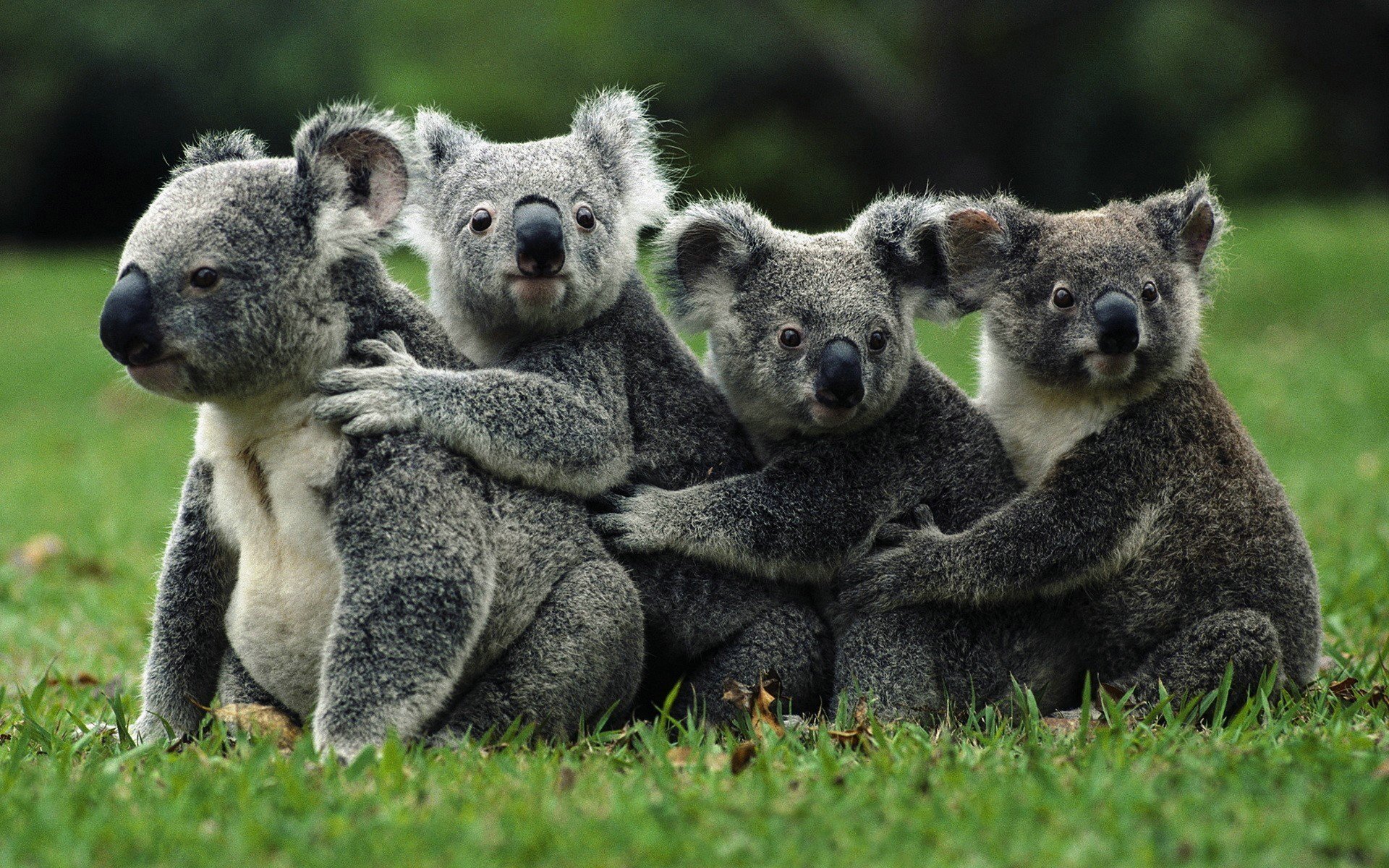 Detail Koala Backgrounds Nomer 27
