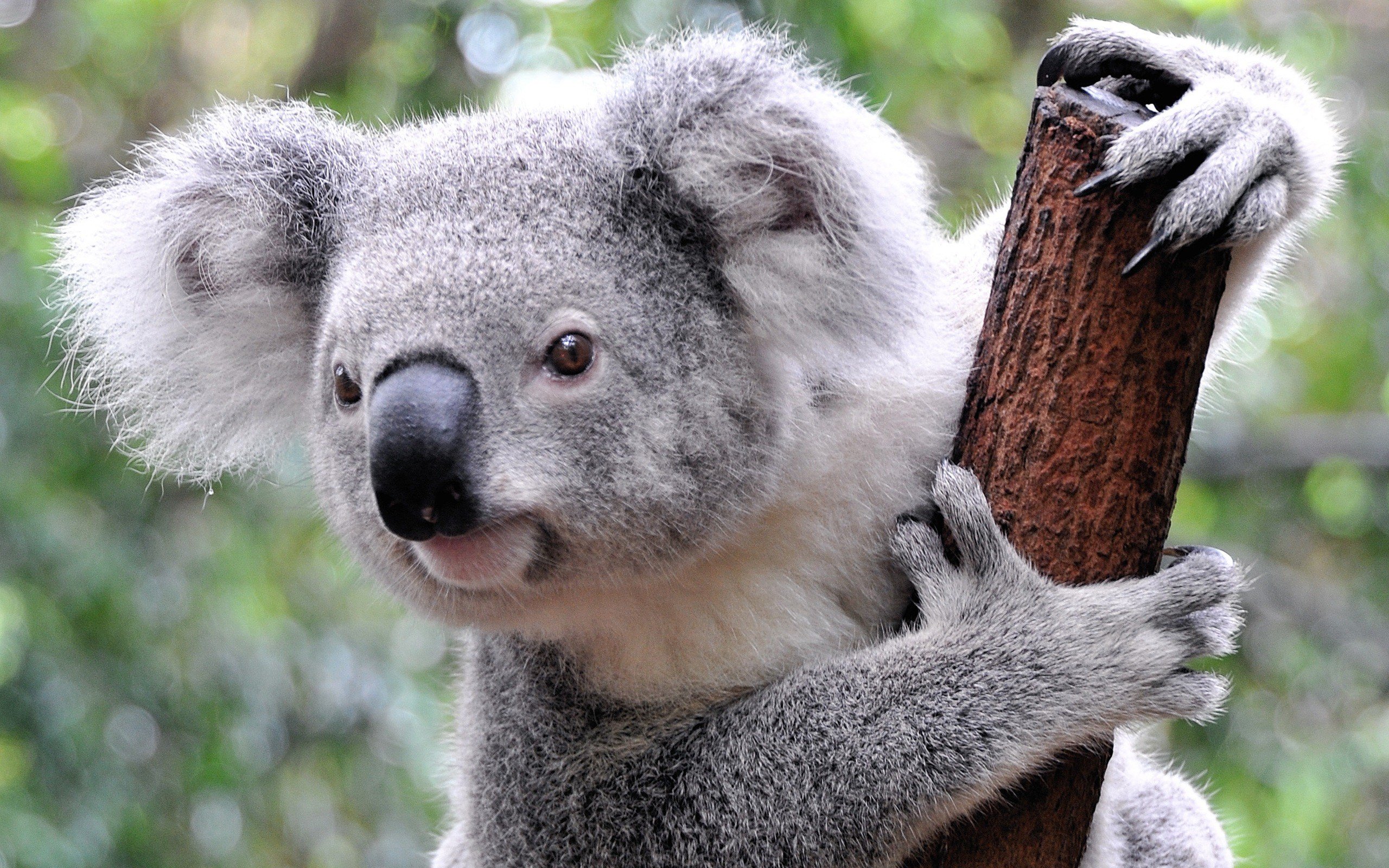 Detail Koala Backgrounds Nomer 4