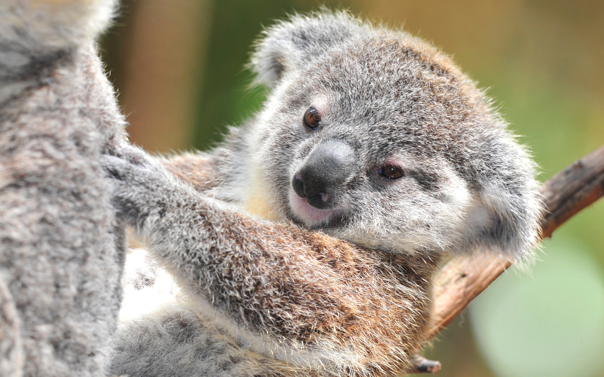 Detail Koala Backgrounds Nomer 32