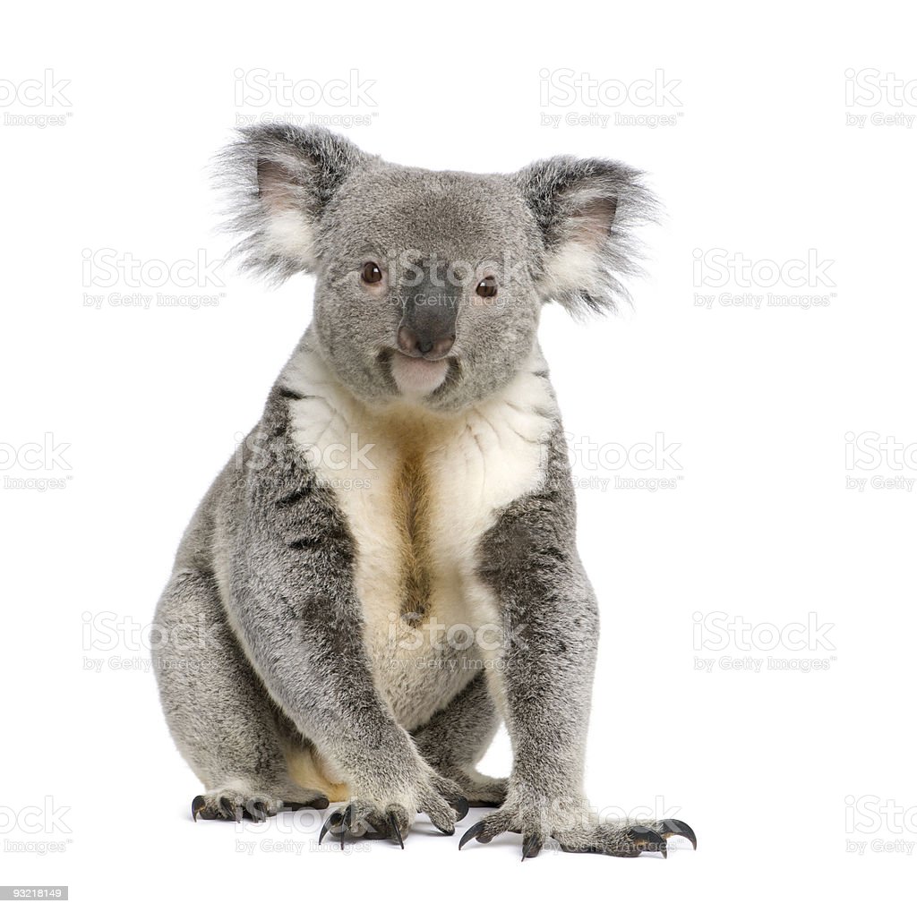 Detail Koala Backgrounds Nomer 39