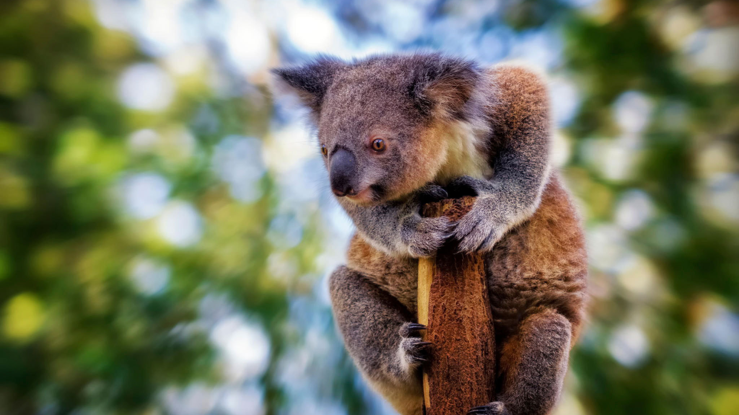 Detail Koala Backgrounds Nomer 40
