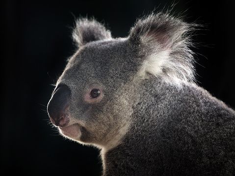 Detail Koala Backgrounds Nomer 44