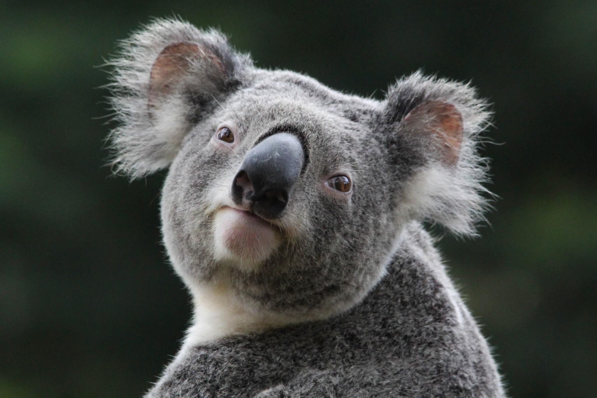 Detail Koala Backgrounds Nomer 45