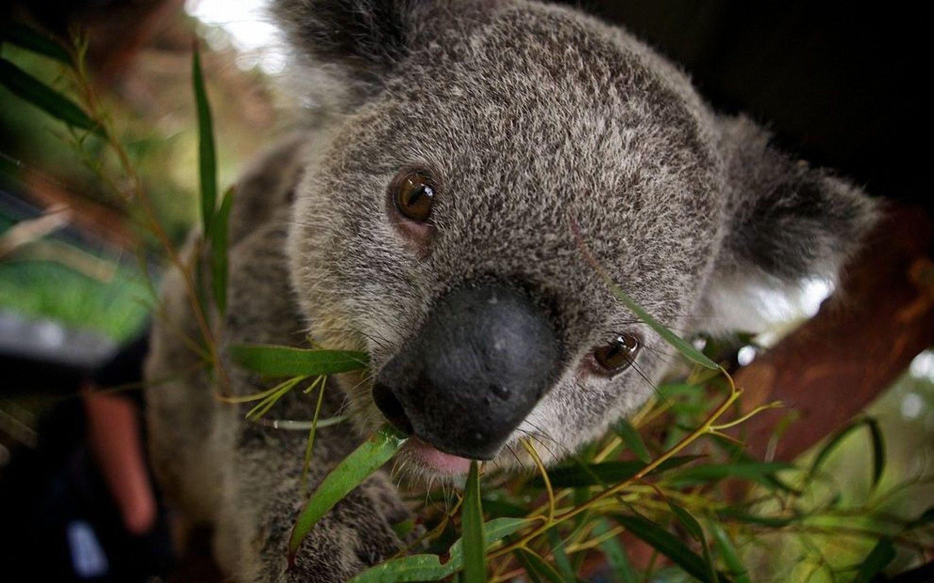 Detail Koala Backgrounds Nomer 6